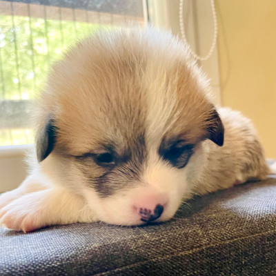 Chiot N°7