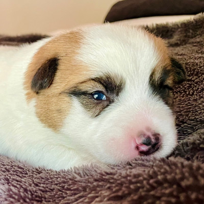 Chiot N°1