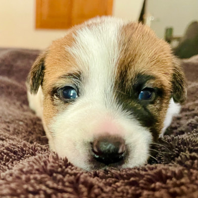 Chiot N°2