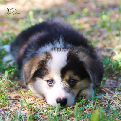 Chiot N°1
