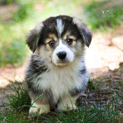 Chiot N°3