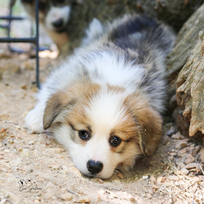 Chiot N°4