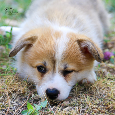 Chiot N°7