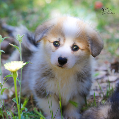 Chiot N°5