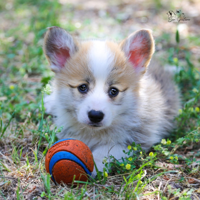 Chiot N°6