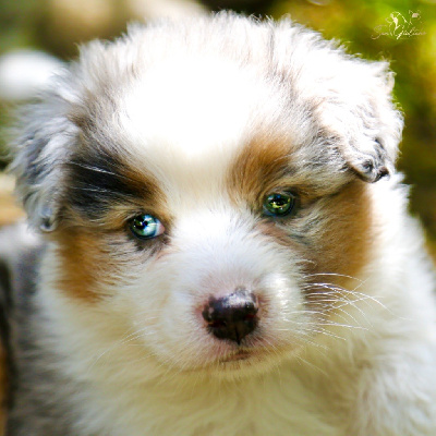 CHIOT 5