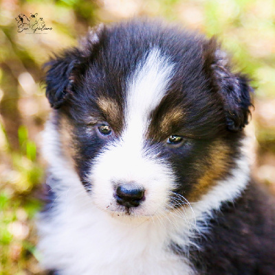 CHIOT 3