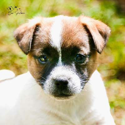 CHIOT