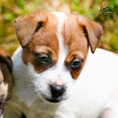 CHIOT