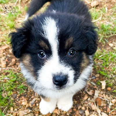 CHIOT 6