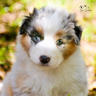 CHIOT 9