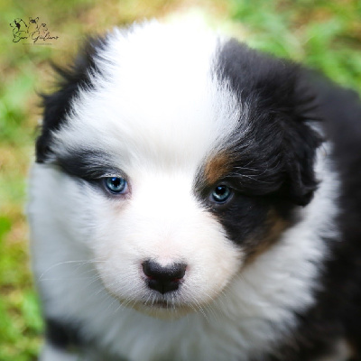 CHIOT 8