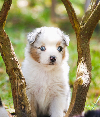 CHIOT 7