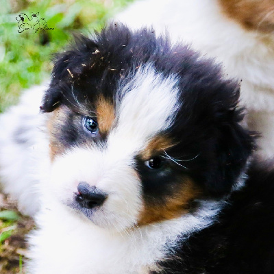 CHIOT