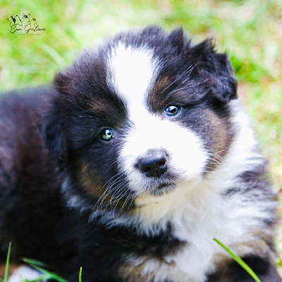 CHIOT 4