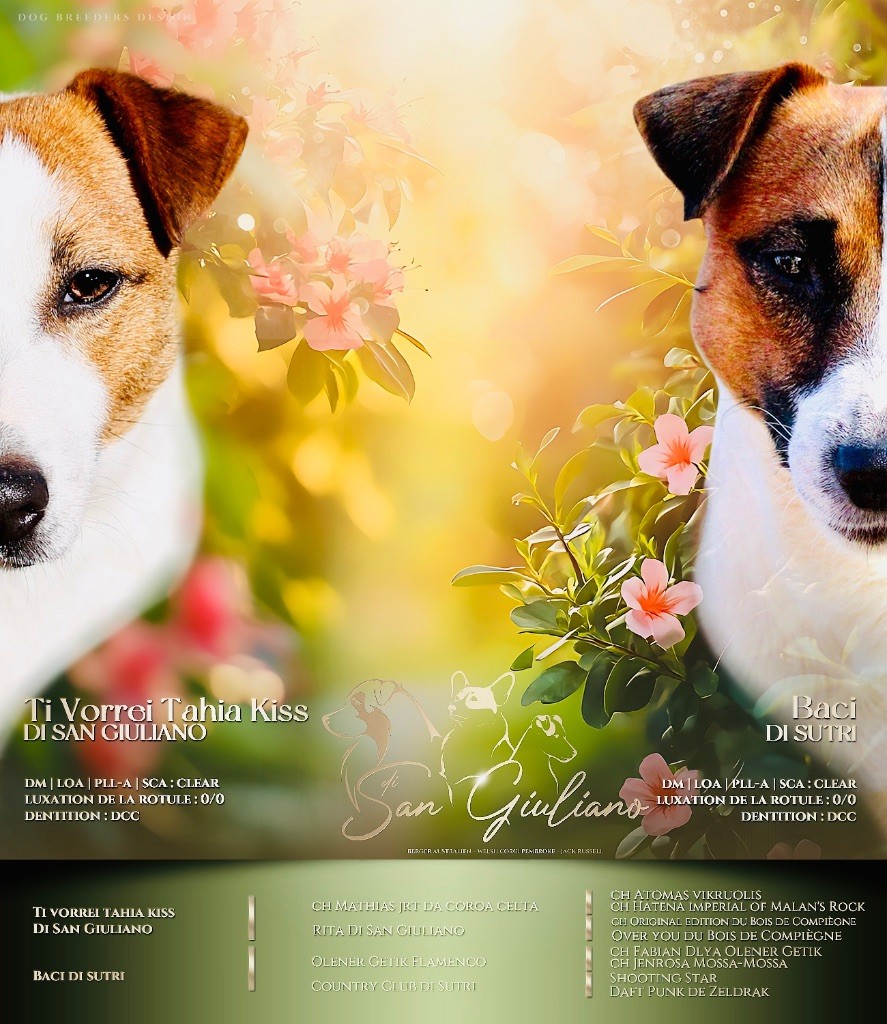 Chiot Jack Russell Terrier Di San Giuliano