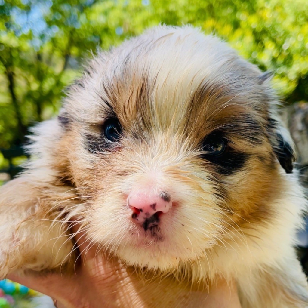 Di San Giuliano - Chiots disponibles - Berger Australien