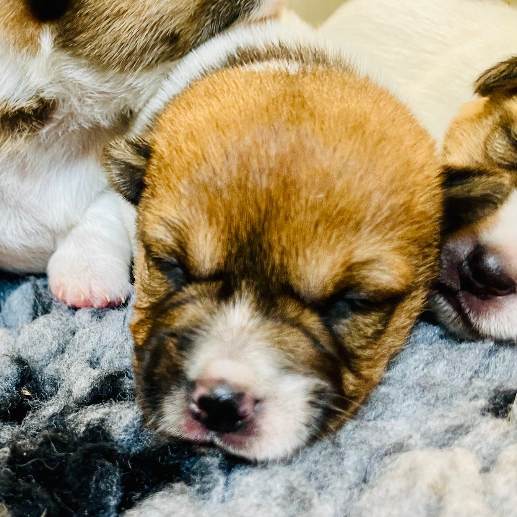 Di San Giuliano - Chiots disponibles - Jack Russell Terrier