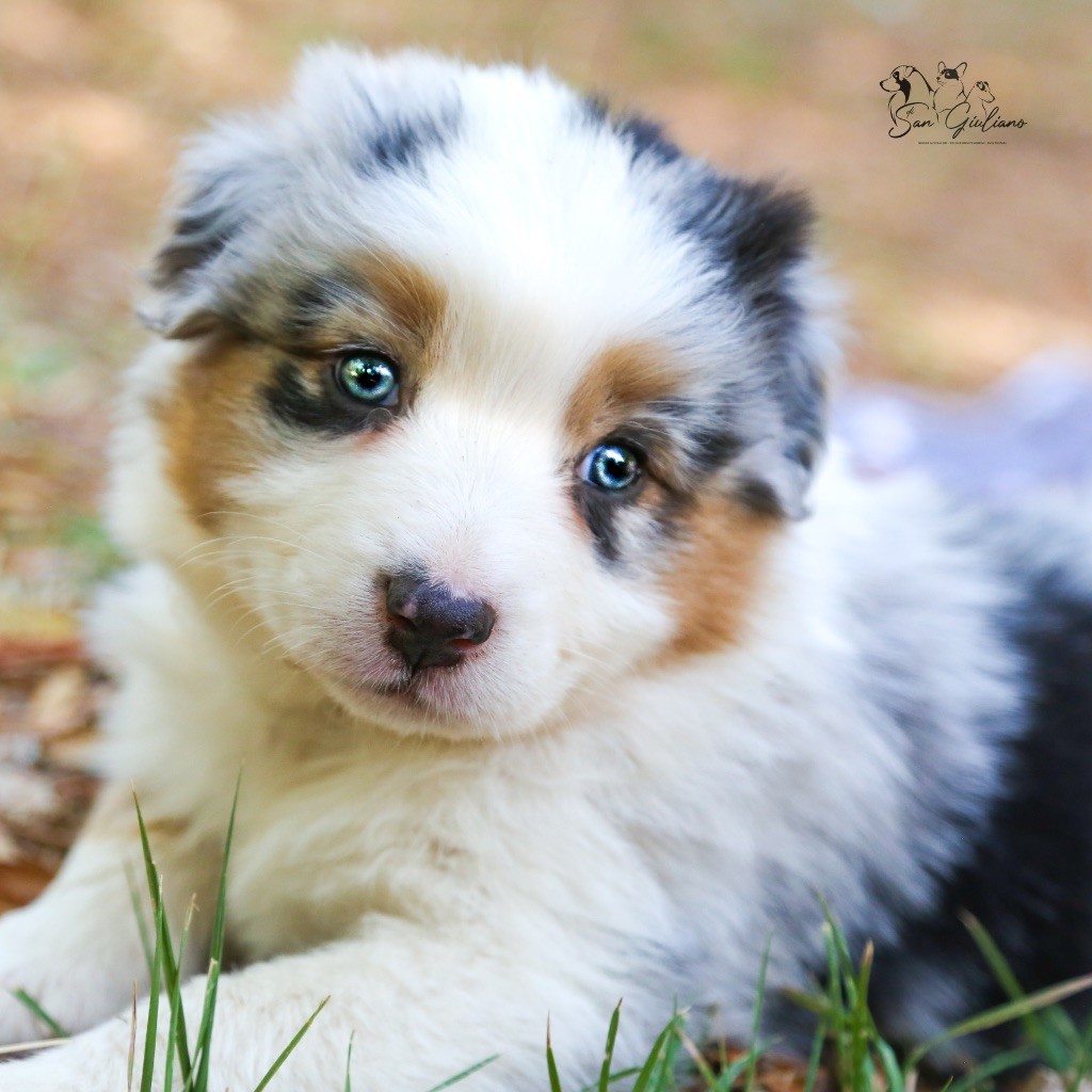 Di San Giuliano - Chiots disponibles - Berger Australien