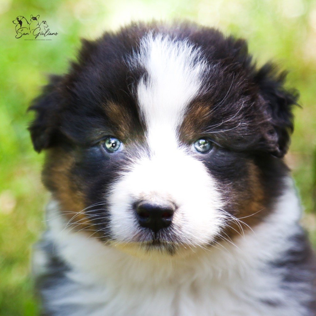 Di San Giuliano - Chiots disponibles - Berger Australien