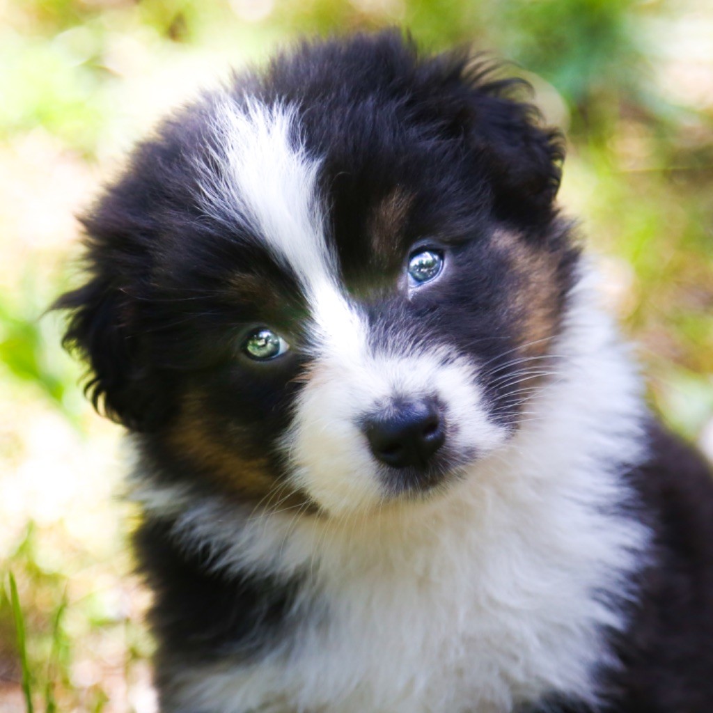 Di San Giuliano - Chiots disponibles - Berger Australien